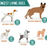 How Long Do Dogs Live? A Complete Guide to Dog Lifespan