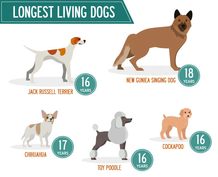 How Long Do Dogs Live? A Complete Guide to Dog Lifespan